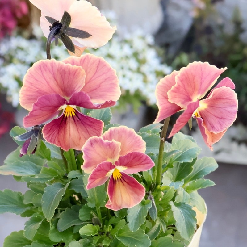 画像の現品1点限り】Green Farmv Village(奥田園芸)さん育種のときめき