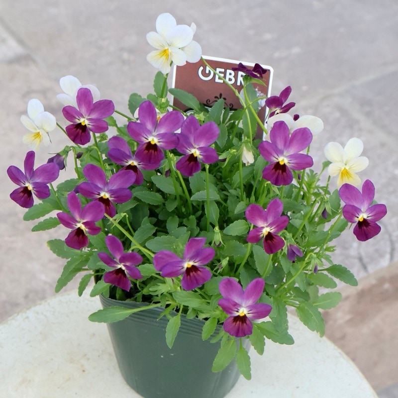 2025年NEW☆画像の現品♪ゲブラさん育種ビオラ「ルナ」7番