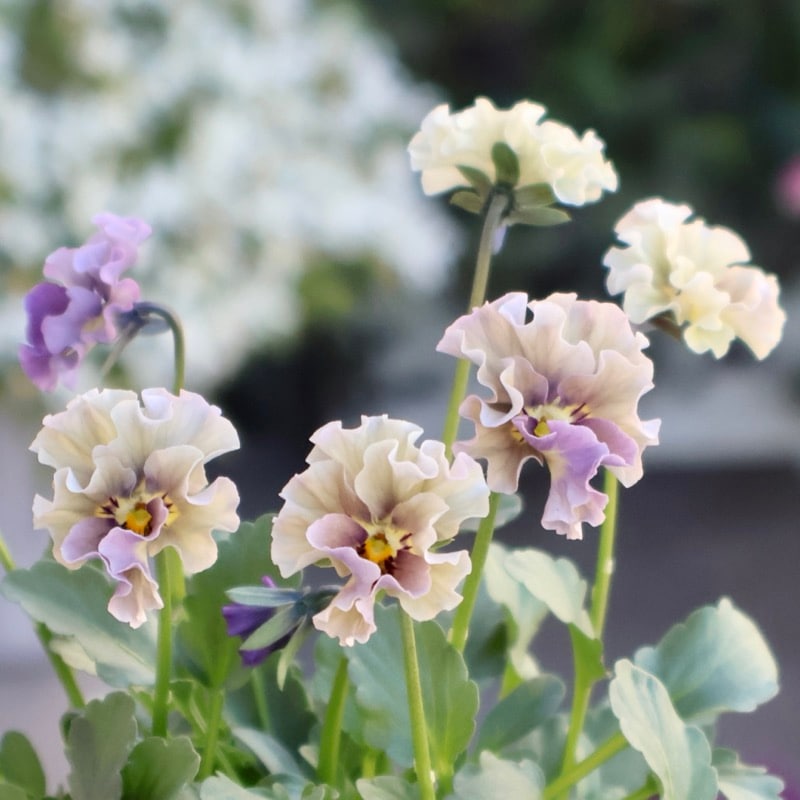 希少☆画像の現品1点限り☆石川園芸さんの小輪ビオラ「マイガール」2番