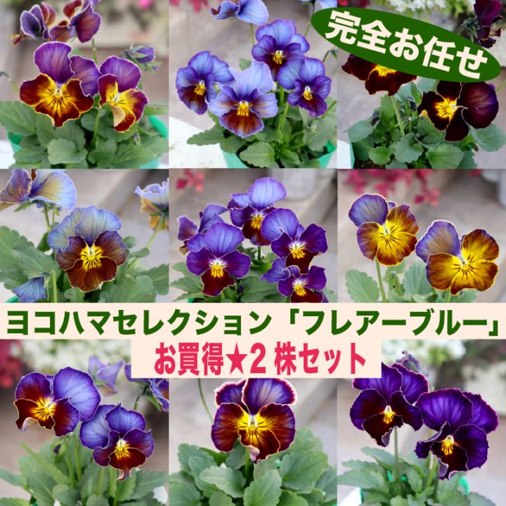 風散歩初登場☆ビオラ・ヨコハマセレクション「フレアブルー」色幅のお