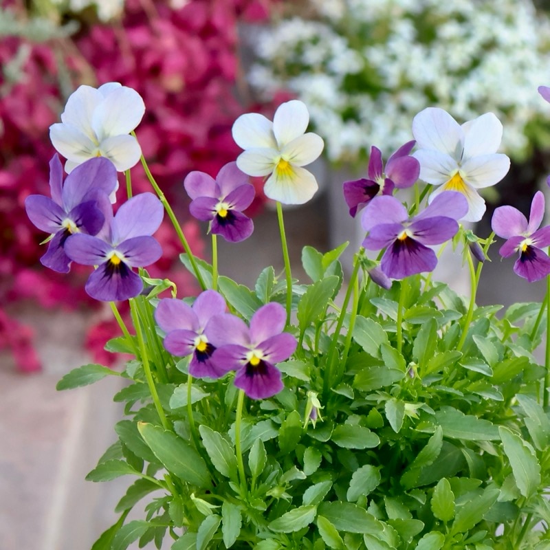 2025年NEW☆画像の現品♪ゲブラさん育種ビオラ「ルナ」8番