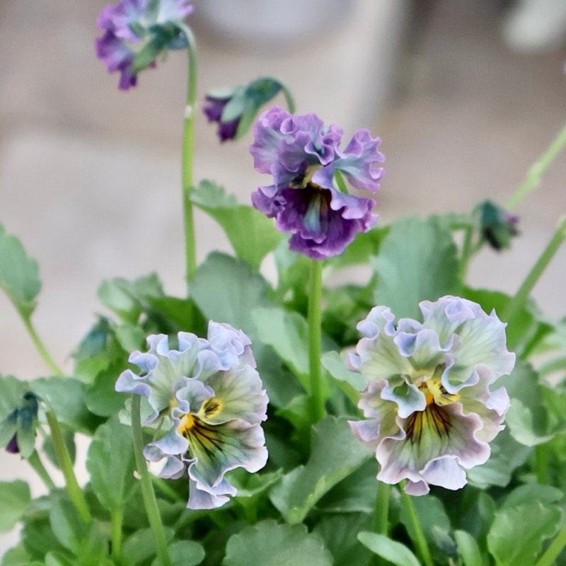 希少☆画像の現品1点限り★石川園芸さんの小輪ビオラ「マイガール」3番