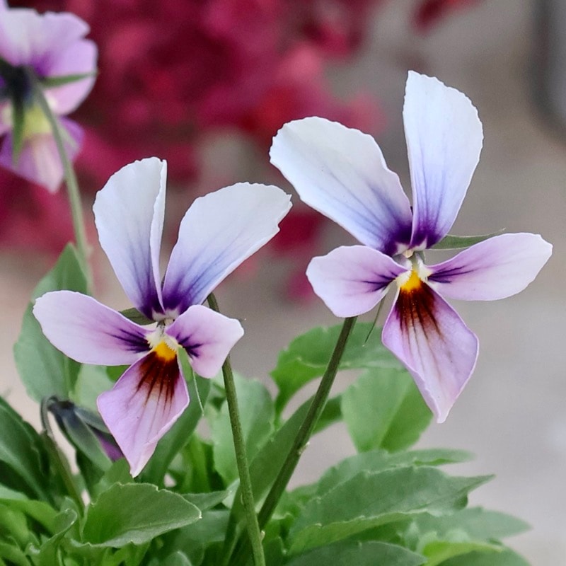 《2025年NEW画像撮影》画像で花弁の色・形を選べる!!うえたビオラ「パピヨンワールド」300番 