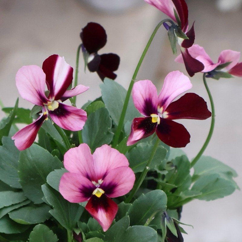 《2025年NEW画像撮影》画像で花弁の色・形を選べる!!うえたビオラ「パピヨンワールド」301番 