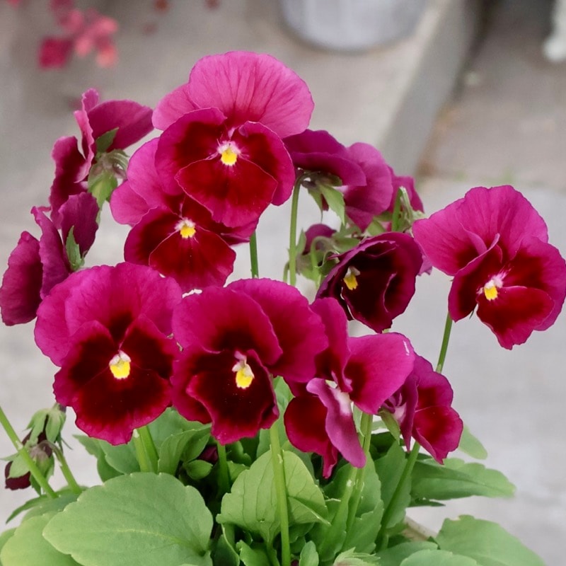 画像の現品いずれか】Green Farmv Village(奥田園芸)さん育種の