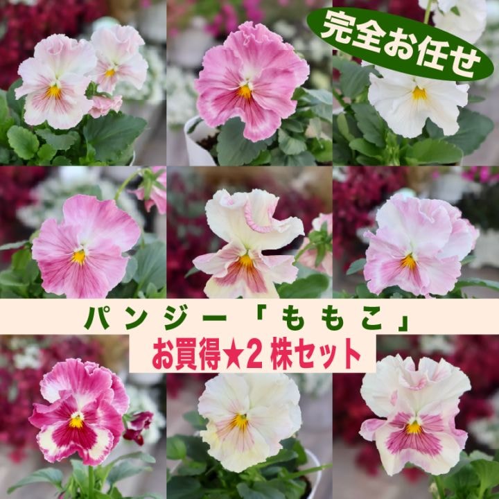 パンジー「ももこ」色幅のお色お任せ2株セット♪(3.5号ポット)