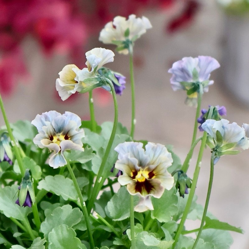 ビオラレディ　マイガール 楽天市場】ビオラ マイガール 【再入荷12日20時より販売】 【お1人様2