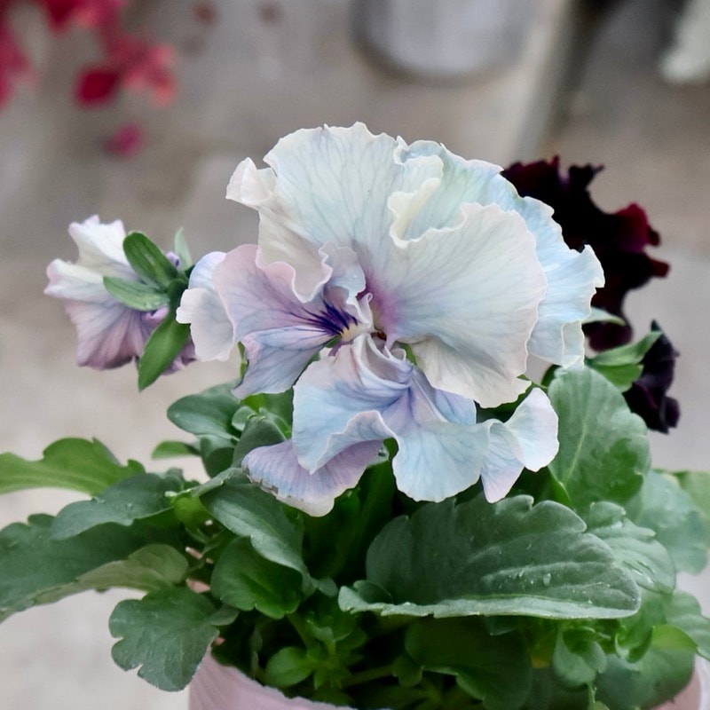 RYU【現品】R-gardenオリジナルフリルパンジーフルール①③④⑤⑥⑪ RYU【現品】R-gardenオリジナルフリルパンジーフルール①③④⑤⑥⑪