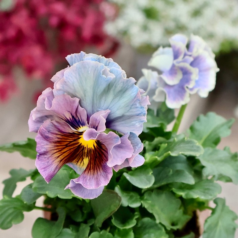 RYU【現品】R-gardenオリジナルフリルパンジーフルール①③④⑤⑥⑪ RYU【現品】R-gardenオリジナルフリルパンジーフルール①③④⑤⑥⑪