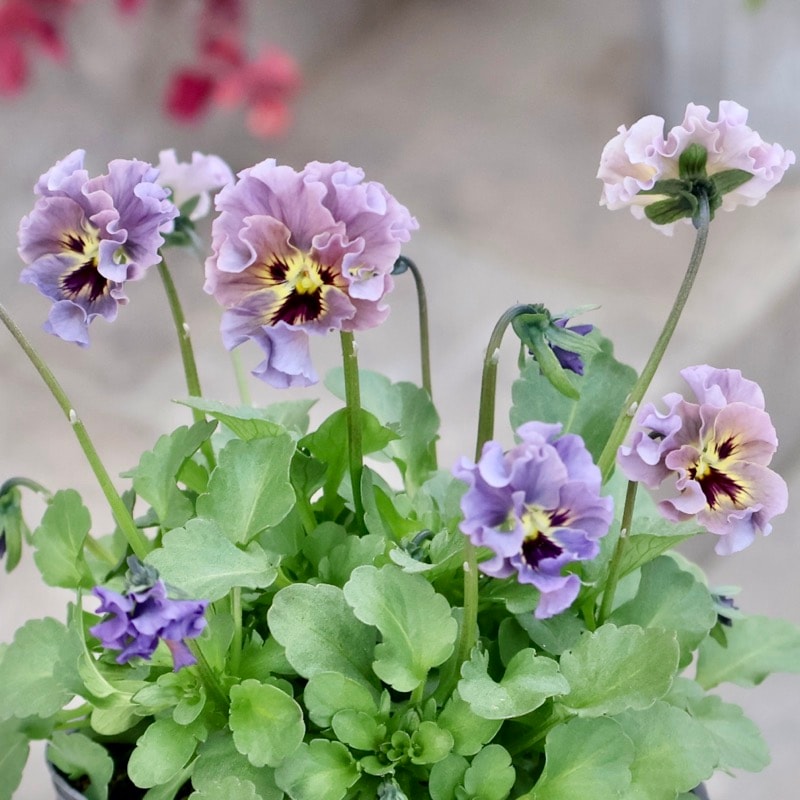 希少☆画像の現品1点限り☆石川園芸さんの小輪ビオラ「マイガール」5番