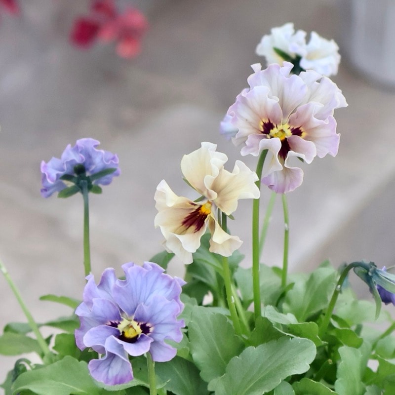 ビオラレディ　マイガール 楽天市場】ビオラ マイガール 【再入荷12日20時より販売】 【お1人様2