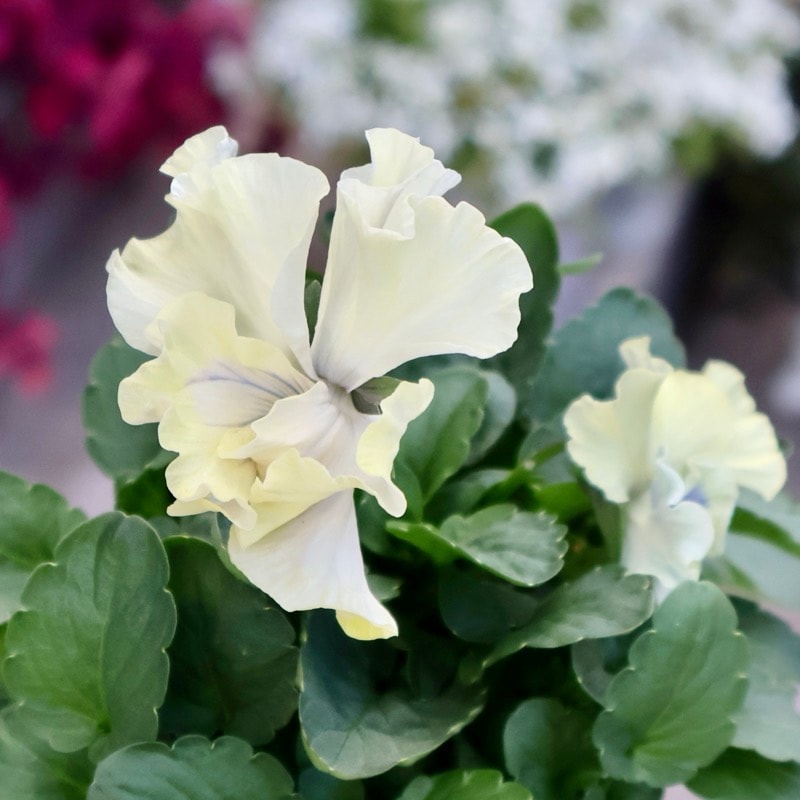 現品1点限り★2025年NEWの希少品種★フリルパンジー「彩翠華(さいすいか)~fuwari~」<35番>