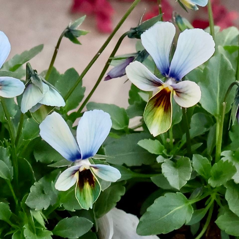 素敵な花苗とおしゃれなガーデニング雑貨｜ネット通販ショップ～風散歩～