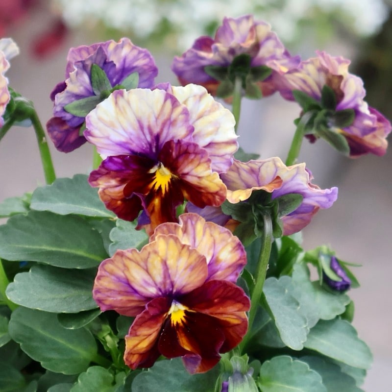 サトウ園芸さん育種「ヌーヴェルヴァーグ」・2025年10月下旬ごろ販売