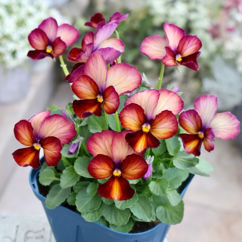 画像の現品1点限り☆スペシャルなサトウ園芸さんのビオラ・ヌーヴェル
