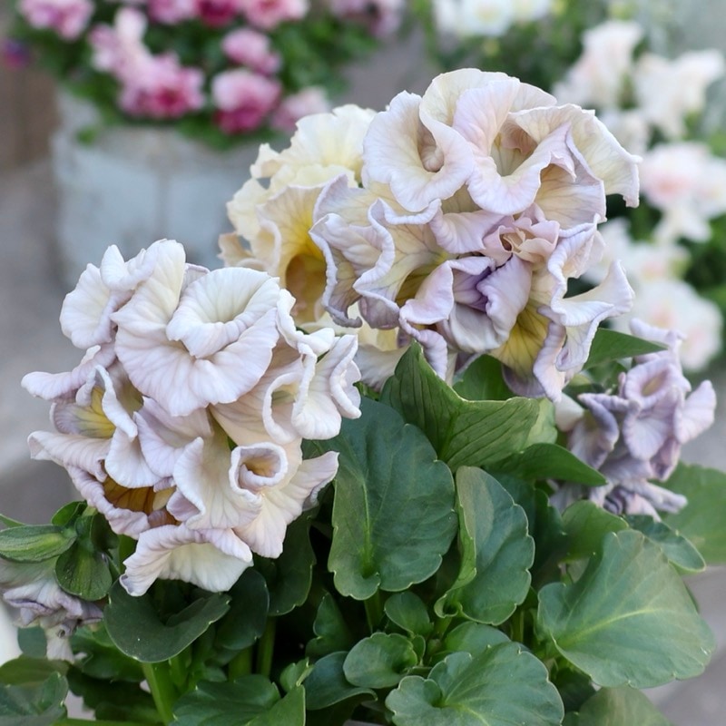 現品1点限り☆2025年NEWの希少品種☆フリルパンジー「彩翠華(さい