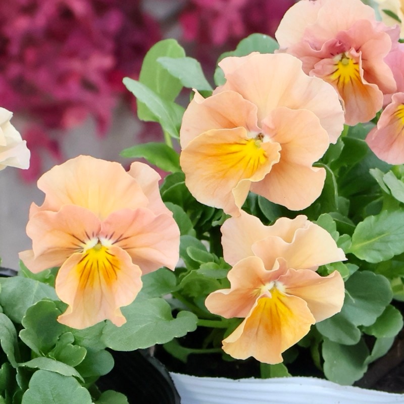 《2025年NEW》画像で花色を選べる!!うえたビオラ「サンピラー」5番