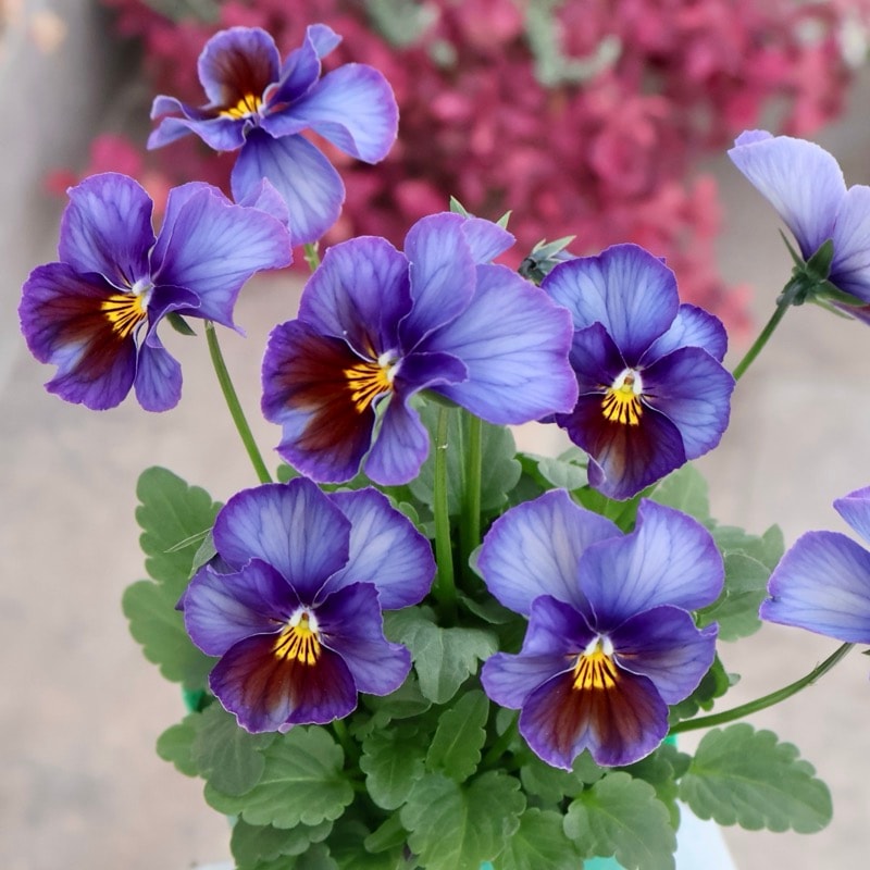 画像の現品1点限り☆ビオラ・ヨコハマセレクション「フレアブルー」1番