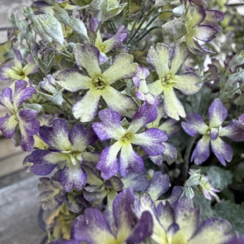 《2025年秋の新品種》サントリーさんのサクラソウ・ウインティー「ブルーピコティ」(3.5号ポット)