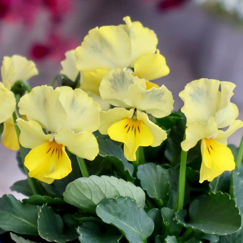 サトウ園芸さん育種「ヌーヴェルヴァーグ」・2025年10月下旬ごろ販売