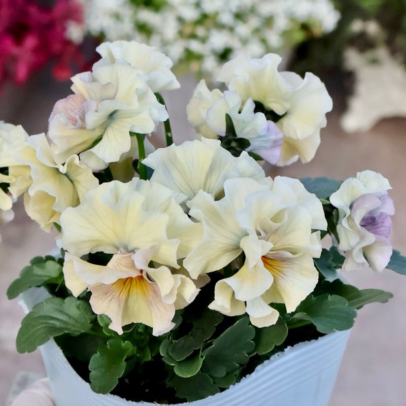 大人気　花日和ビオラ　アイクルール　小さめ 24本セット 色を選べないからお買得☆お任せ2株セット♪桐生ふぁ~む×花日和さんの