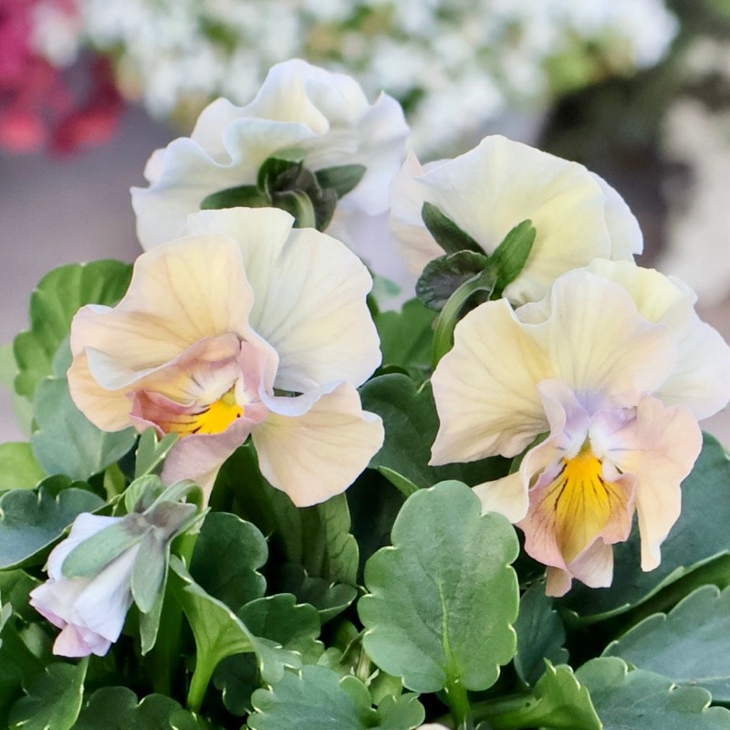 アキウル　ブラン✖︎4個 花日和さん育種フリル咲き「アイクルール」・2025年12月中下旬ごろ販売