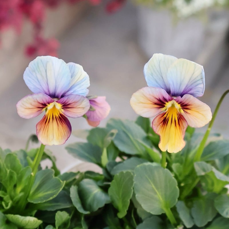 《2025年NEW画像撮影》画像で花弁の色・形を選べる!!うえたビオラ「パピヨンワールド」304番 