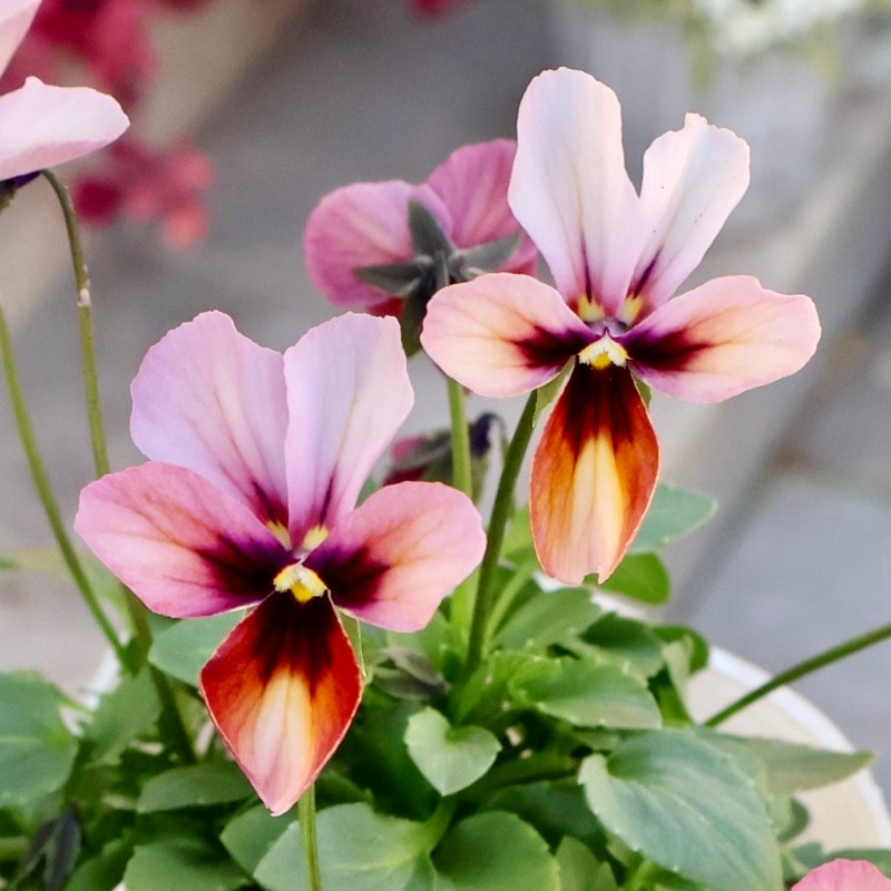 《2025年NEW画像撮影》画像の現品1点限り!!うえたビオラ「パピヨンワールド」306番 