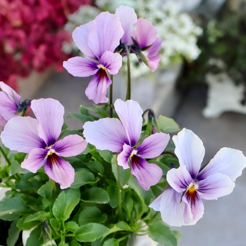 《2025年NEW画像撮影》画像の現品1点限り!!うえたビオラ「パピヨンワールド」307番 