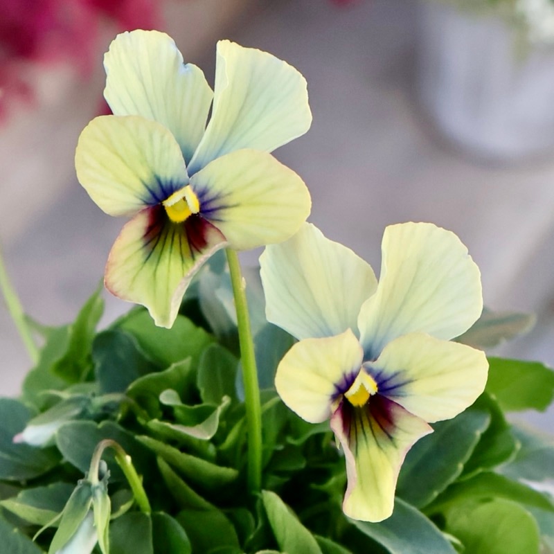 お花の苗　ブルーピンク　黄色 花苗 ビオラ イエローピンクジャンプアップ 3.5号 よく咲く 秋 冬 春