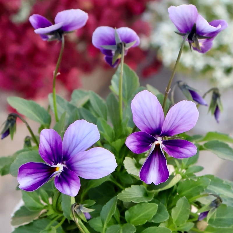 2025年NEW画像撮影》画像の現品1点限り!!うえたビオラ「パピヨン