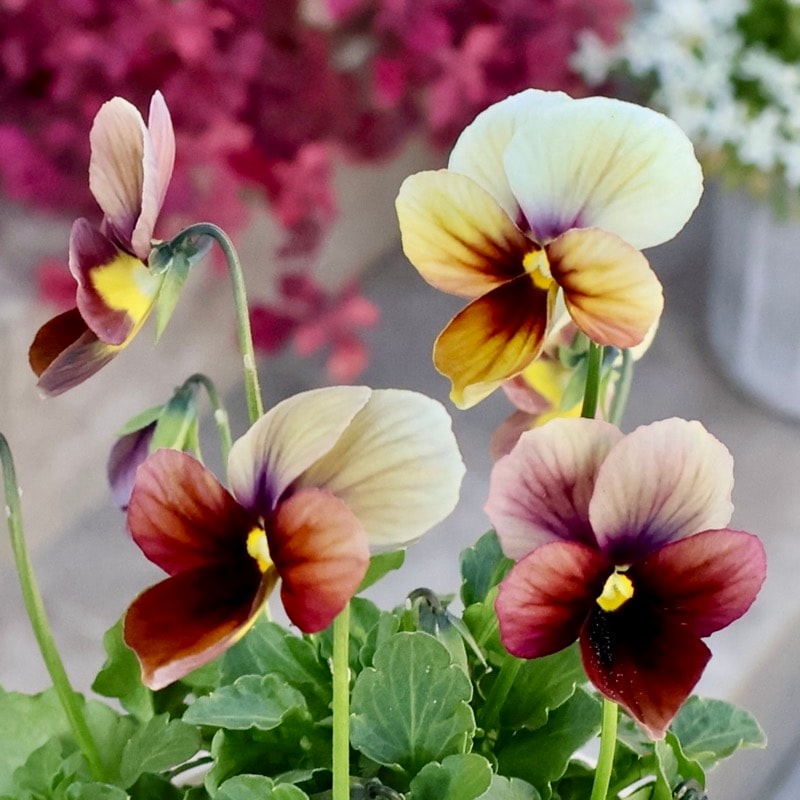 《2025年NEW画像撮影》画像で花弁の色・形を選べる!!うえたビオラ「パピヨンワールド」310番 