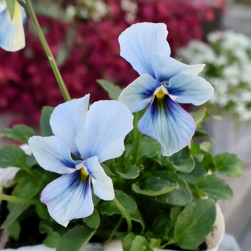 超希少《2025年NEW画像撮影》画像の現品いずれか☆うえたビオラ「パピヨンワールド」305番