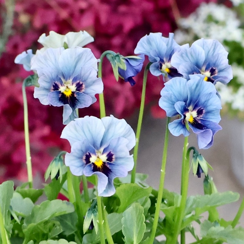 むむビオラ マイガール 希少☆画像の現品1点限り☆石川園芸さんの小輪ビオラ「マイガール」12番