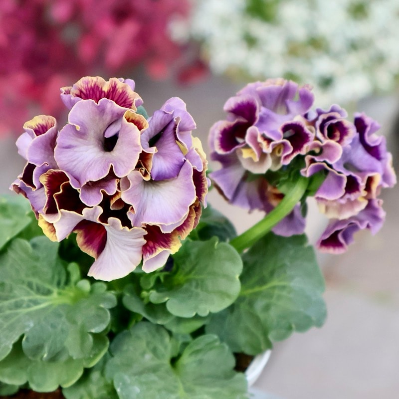 サトウ園芸さん育種「ローブドゥアントワネット」・2025年11月上旬ごろ