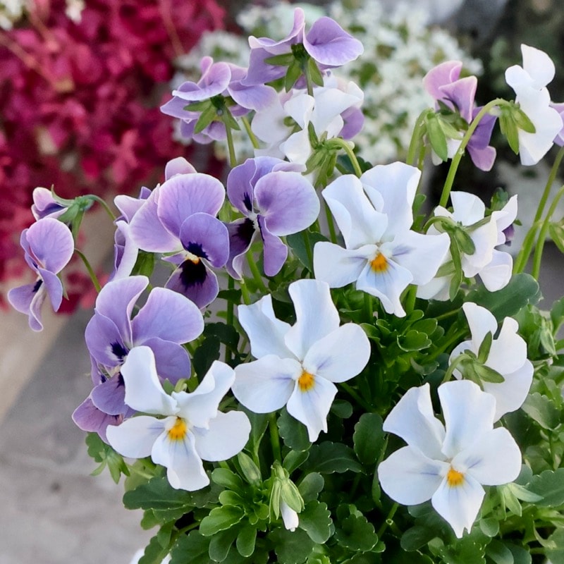 《2025年秋NEW》画像の現品いずれか★ゲブラさんの栄養系ビオラ「ステラブルー」3番