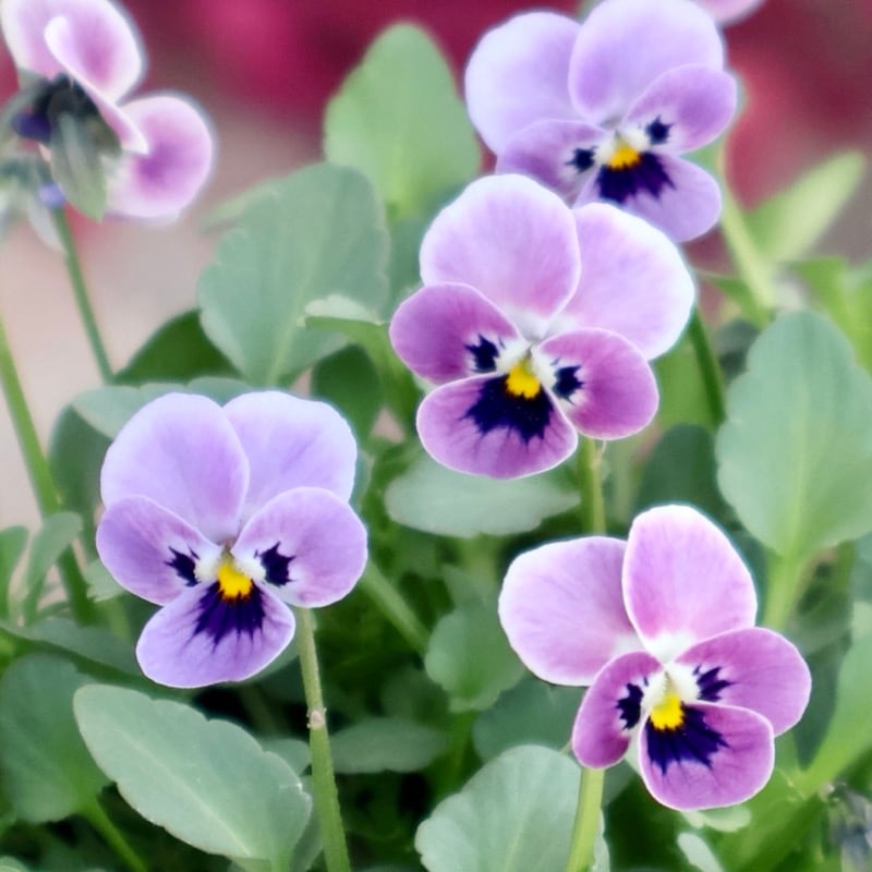 見元園芸さん育種「パンジー」＆「ビオラ」・2025年11月ごろ販売開始