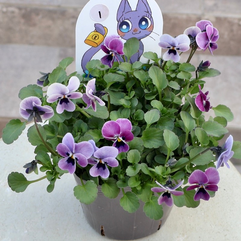 見元園芸さん育種「パンジー」＆「ビオラ」・2025年11月ごろ販売開始