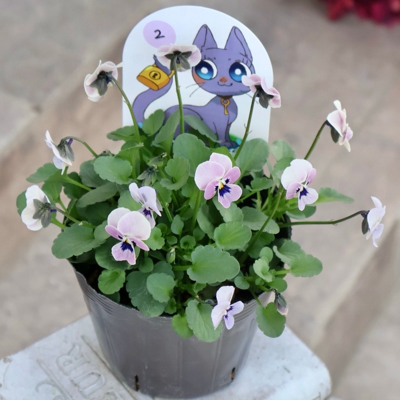 見元園芸さん育種「パンジー」＆「ビオラ」・2025年11月ごろ販売開始