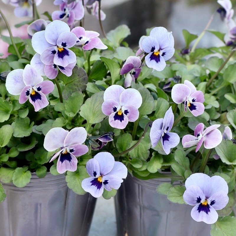 見元園芸さん育種「パンジー」＆「ビオラ」・2025年11月ごろ販売開始