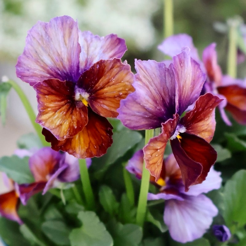 9/17 ラスト苗　☆ciaoローズ☆ 絞り確認済　良苗　ウィザード サトウ園芸さん育種「ヌーヴェルヴァーグ」・2025年10月下旬ごろ販売