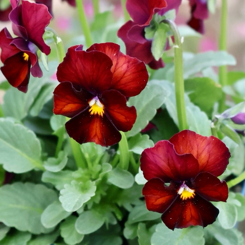 画像の現品1点限り☆スペシャルなサトウ園芸さんのビオラ・ヌーヴェル