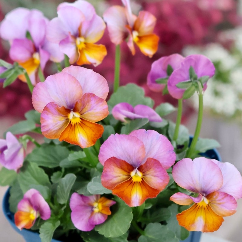 サトウ園芸さん育種「ヌーヴェルヴァーグ」・2025年10月下旬ごろ販売