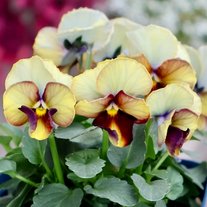 サトウ園芸さん育種「ヌーヴェルヴァーグ」・2025年10月下旬ごろ販売