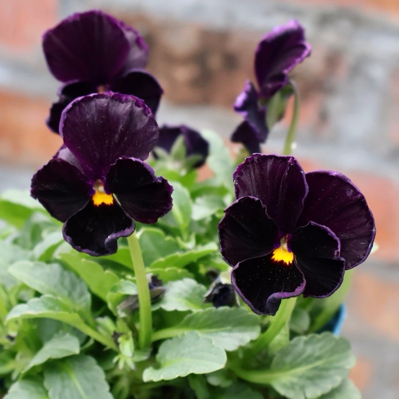 サトウ園芸さん育種「ヌーヴェルヴァーグ」・2025年10月下旬ごろ販売