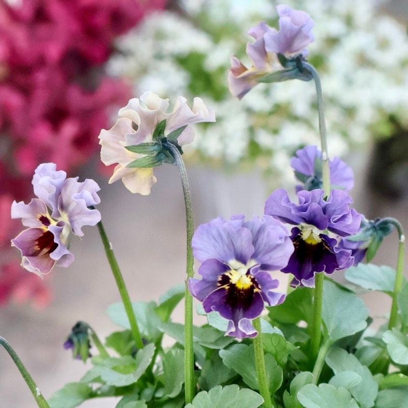 希少☆画像の現品1点限り★石川園芸さんの小輪ビオラ「マイガール」9番