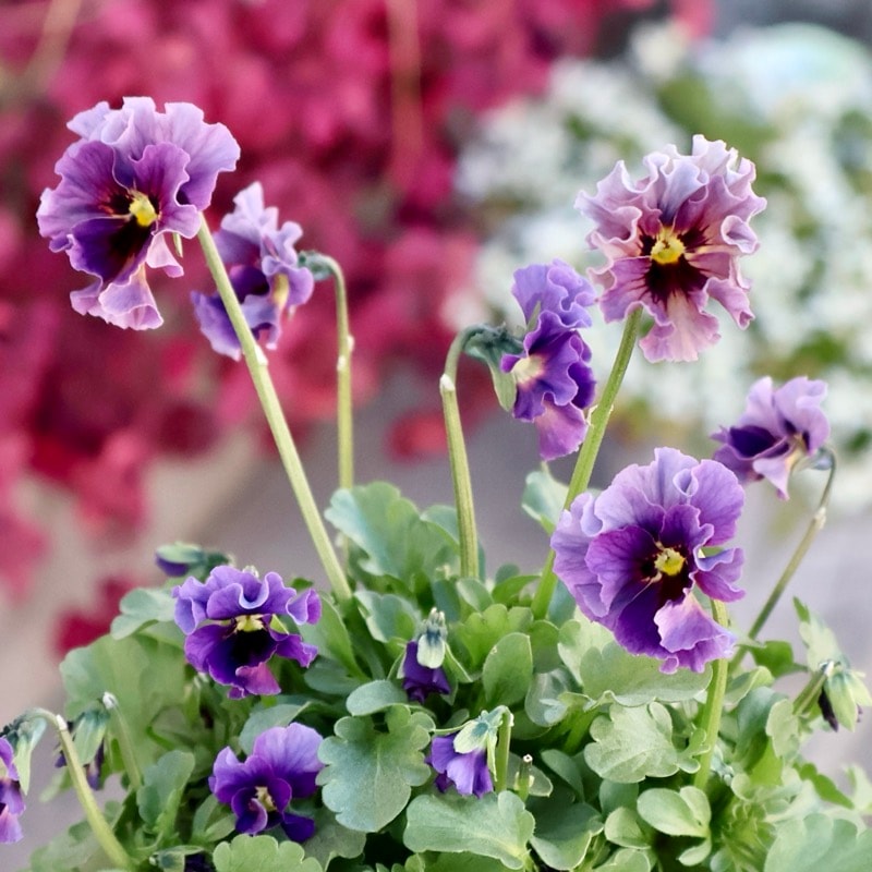 石川園芸さん育種「ビオラ」・～風散歩～