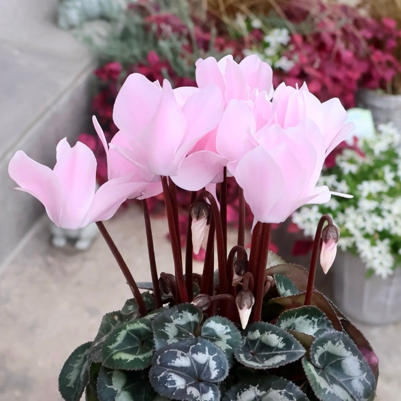 シクラメン｜球根植物｜ネット通販ショップ～風散歩～