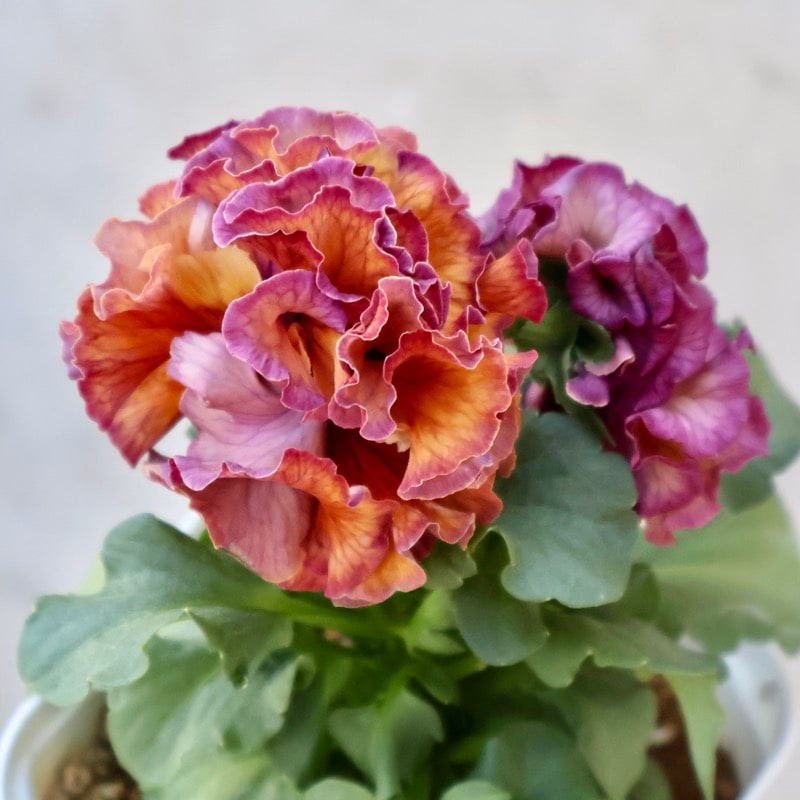 サトウ園芸さん育種「ローブドゥアントワネット」・2025年11月上旬ごろ