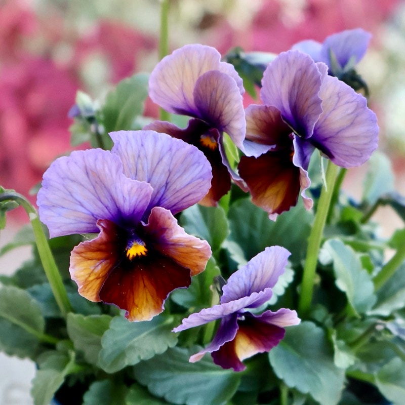 サトウ園芸さん育種「ヌーヴェルヴァーグ」・2025年10月下旬ごろ販売